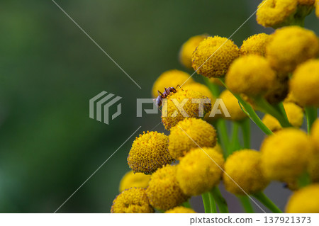 Tansy Tanacetum vulgare wild plant in summer 137921373