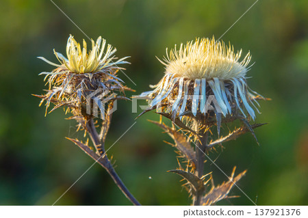Carlina biebersteinii plant at field at nature. Carlina vulgaris or Carline thistle, family Asteraceae Compositae. Carlina corymbosa Carlina biebersteinii plant at field at nature. Carlina vulgaris or Carline thistle, family Asteraceae Compositae. Carlina corymbosa 137921376