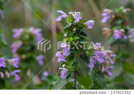 Hluchavka Lamium Tryphon Tournesol, pink Hluchavka Lamium Tryphon Tournesol, pink 137921382