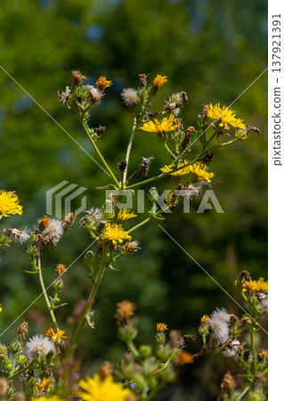 Hieracium laevigatum or smooth hawkweed. Hieracium, known by the common name hawkweed and classically as hierakion. Floral desktop background. Hieracium caespitosum, commonly known as meadow hawkweed 137921391