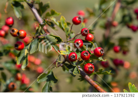 clusters of red fruits Crataegus coccinata tree close up clusters of red fruits Crataegus coccinata tree close up 137921392