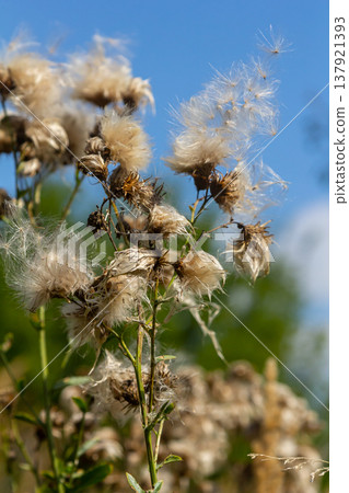Centaurea scabiosa subsp. apiculata, Centaurea apiculata, Compositae. Wild plant shot in summer 137921393