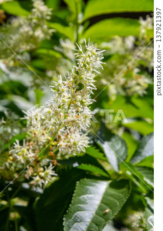 Wild cucumber, Echinocystis lobata white flowers closeup selective focus 137921397