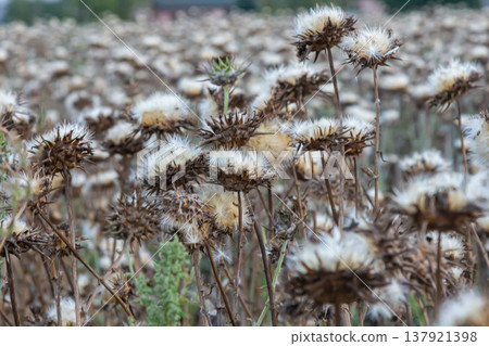 Milk thistle seed head - Latin name - Silybum marianum Milk thistle seed head - Latin name - Silybum marianum 137921398