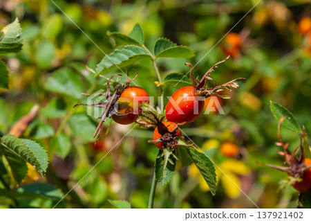 Red dog rose berries in autumn season. Many Red rosehip fruits and green leaves in sunny day Red dog rose berries in autumn season. Many Red rosehip fruits and green leaves in sunny day 137921402