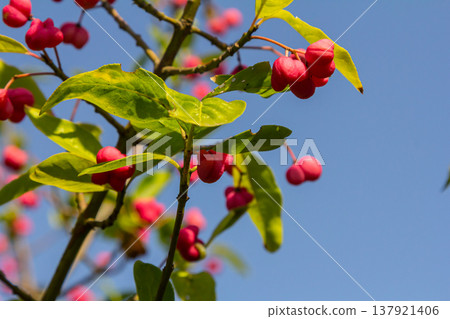 European Spindle Euonymus europaea in park. Red Cascade An autumnal close up image of the deciduous shrub euonymus europaeus European Spindle Euonymus europaea in park. Red Cascade An autumnal close up image of the deciduous shrub euonymus europaeus 137921406