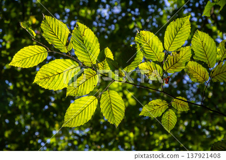 Selective focus of Ulmus pumila celer leaves, European hornbeam or carpinus betulus in the garden, Small leafed plant which forms a dense hedge, Green leaf pattern with sunlight, Nature background Selective focus of Ulmus pumila celer leaves, European hornbeam or carpinus betulus in the garden, Small leafed plant which forms a dense hedge, Green leaf pattern with sunlight, Nature background 137921408