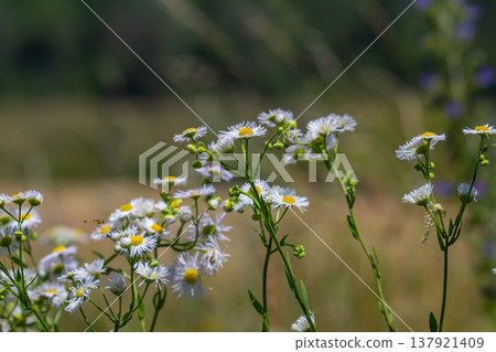 Erigeron annuus known as annual fleabane, daisy fleabane, or eastern daisy fleabane 137921409