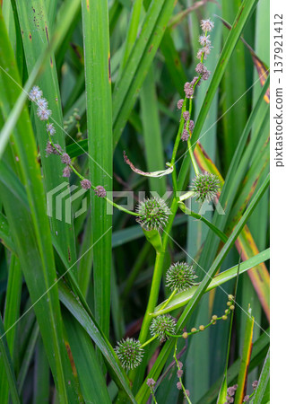 Branched hedgehog Sparganium erectum - flowering plant in the garden pond of a natural garden Branched hedgehog Sparganium erectum - flowering plant in the garden pond of a natural garden 137921412