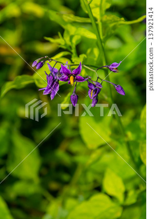 Bittersweet nightshade Solanum dulcamara flowers and buds with leaves. Place for text Bittersweet nightshade Solanum dulcamara flowers and buds with leaves. Place for text 137921414