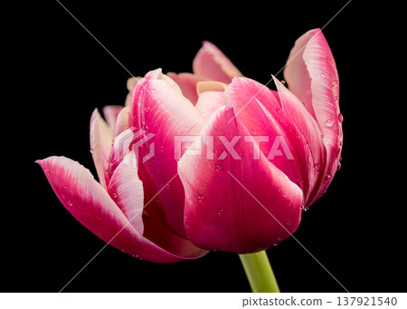 Macro Magenta Tulip Bloom With Water Drops On Black Background 137921540