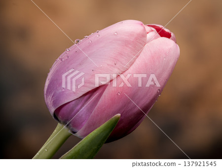 Macro Pink Tulip Bud With Dew Drops On Brown Background Macro Pink Tulip Bud With Dew Drops On Brown Background 137921545
