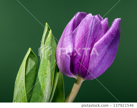 Close Up Purple Tulip Flower With Water Drops On Green Background Close Up Purple Tulip Flower With Water Drops On Green Background 137921546