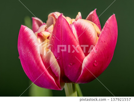 Vibrant Magenta Tulip Flower Bloom With Dew On Green Background Vibrant Magenta Tulip Flower Bloom With Dew On Green Background 137921557