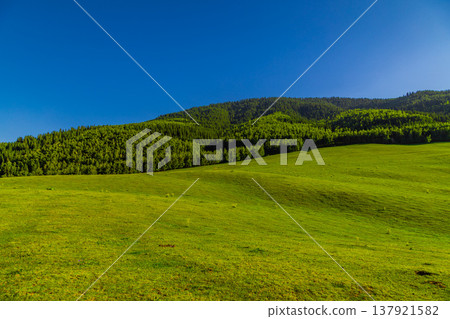 Rolling green hills and dense forest under blue sky 137921582