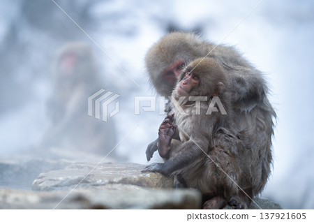 Monkeys enjoying a relaxing soak in a natural hot spring in the snowy winter mountains of Nagano Prefecture look very happy. Monkeys enjoying a relaxing soak in a natural hot spring in the snowy winter mountains of Nagano Prefecture look very happy. 137921605
