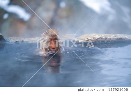 Monkeys enjoying a relaxing soak in a natural hot spring in the snowy winter mountains of Nagano Prefecture look very happy. Monkeys enjoying a relaxing soak in a natural hot spring in the snowy winter mountains of Nagano Prefecture look very happy. 137921606