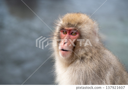 Monkeys enjoying a relaxing soak in a natural hot spring in the snowy winter mountains of Nagano Prefecture look very happy. Monkeys enjoying a relaxing soak in a natural hot spring in the snowy winter mountains of Nagano Prefecture look very happy. 137921607