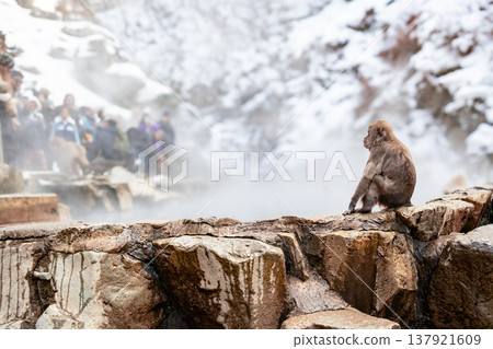 Monkeys enjoying a relaxing soak in a natural hot spring in the snowy winter mountains of Nagano Prefecture look very happy. Monkeys enjoying a relaxing soak in a natural hot spring in the snowy winter mountains of Nagano Prefecture look very happy. 137921609