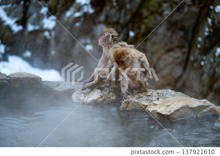 Monkeys enjoying a relaxing soak in a natural hot spring in the snowy winter mountains of Nagano Prefecture look very happy. Monkeys enjoying a relaxing soak in a natural hot spring in the snowy winter mountains of Nagano Prefecture look very happy. 137921610