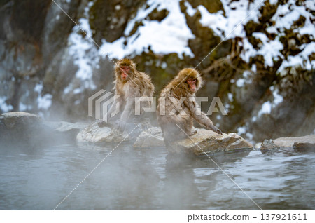 Monkeys enjoying a relaxing soak in a natural hot spring in the snowy winter mountains of Nagano Prefecture look very happy. Monkeys enjoying a relaxing soak in a natural hot spring in the snowy winter mountains of Nagano Prefecture look very happy. 137921611
