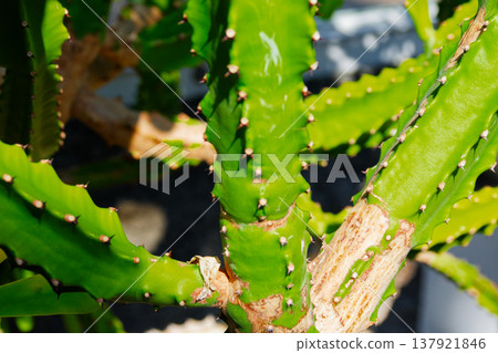 Cold-hardy succulent plant, Euphorbiaceae family, *Kirin-kaku* 137921846