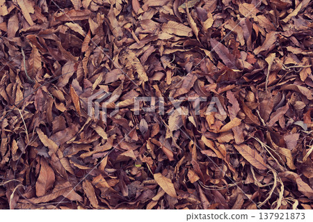 Fallen leaves Fallen leaves 137921873