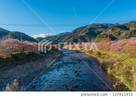 Blue sky, Kawazu cherry blossoms and rapeseed flowers in Kawazu Town, Shizuoka Prefecture, and cherry trees lining the river - a typical Japanese landscape. 137921918