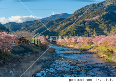 Blue sky, Kawazu cherry blossoms and rapeseed flowers in Kawazu Town, Shizuoka Prefecture, and cherry trees lining the river - a typical Japanese landscape. 137921919