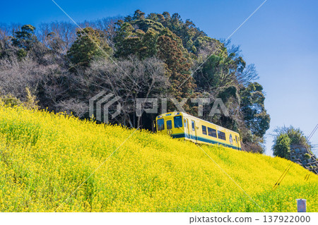 (Chiba Prefecture) An Isumi Railway train runs through a field of rapeseed flowers in full bloom. (Chiba Prefecture) An Isumi Railway train runs through a field of rapeseed flowers in full bloom. 137922000