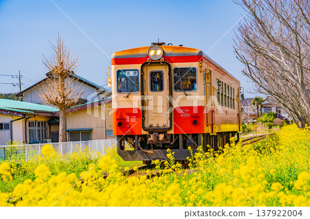 (千葉縣)一列伊隅鐵道列車駛過一片盛開的油菜花田。 (千葉縣)一列伊隅鐵道列車駛過一片盛開的油菜花田。 137922004