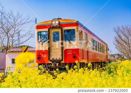 (千葉縣)一列伊隅鐵道列車駛過一片盛開的油菜花田。 (千葉縣)一列伊隅鐵道列車駛過一片盛開的油菜花田。 137922005