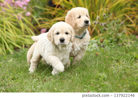 Two amazing puppies in the garden Two amazing puppies in the garden 137922146