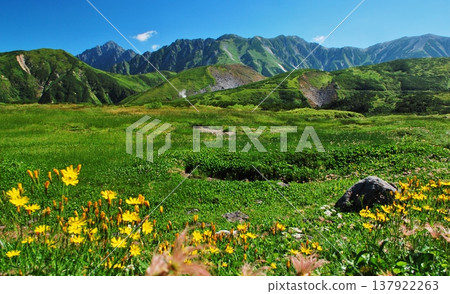 Alpine plant communities and views of the Tateyama mountain range. 137922263