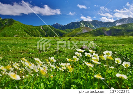 Alpine plant communities and views of the Tateyama mountain range. 137922271