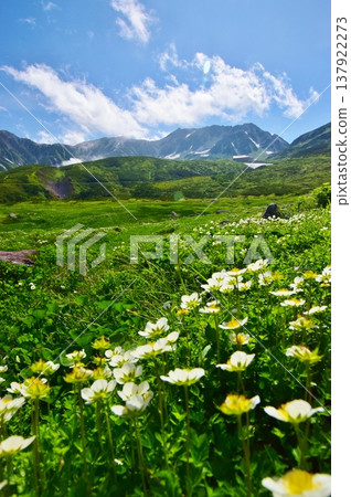 高山植物群落和立山山脈景色。 高山植物群落和立山山脈景色。 137922273