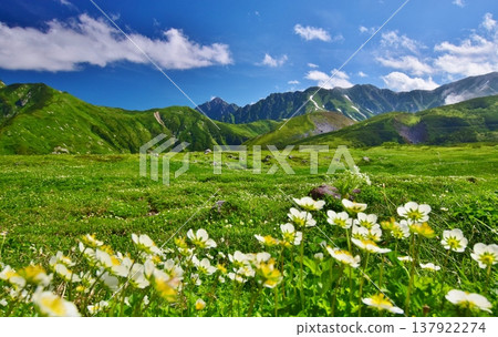 Alpine plant communities and views of the Tateyama mountain range. Alpine plant communities and views of the Tateyama mountain range. 137922274