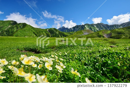 高山植物群落和立山山脈景色。 高山植物群落和立山山脈景色。 137922279