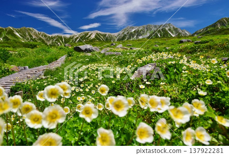 Alpine plant communities and views of the Tateyama mountain range. Alpine plant communities and views of the Tateyama mountain range. 137922281