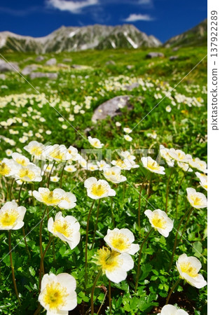 Alpine plant communities and views of the Tateyama mountain range. Alpine plant communities and views of the Tateyama mountain range. 137922289