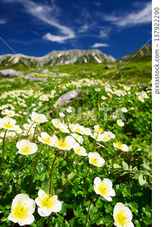 Alpine plant communities and views of the Tateyama mountain range. 137922290