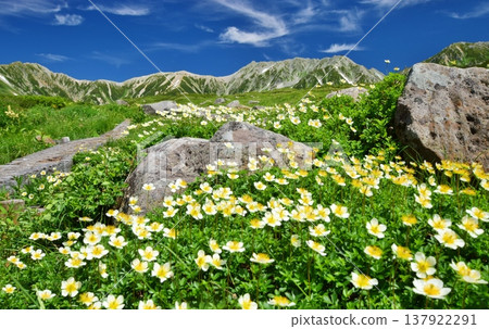 高山植物群落和立山山脈景色。 137922291