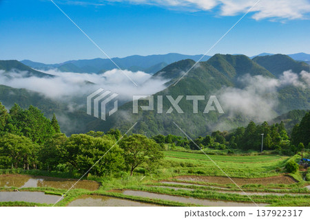 Early morning mist in the highlands [Nakahejicho, Tanabe City, Wakayama Prefecture] 137922317