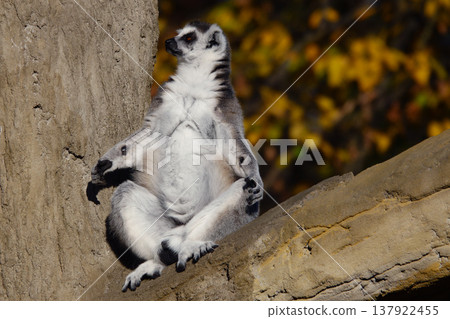 lemur sitting on a tree and basking in the sun in autumn lemur sitting on a tree and basking in the sun in autumn 137922455