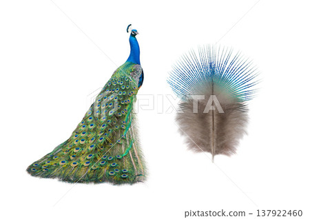 Colorful peacock displaying feathers with vibrant details isolated on white background Colorful peacock displaying feathers with vibrant details isolated on white background 137922460