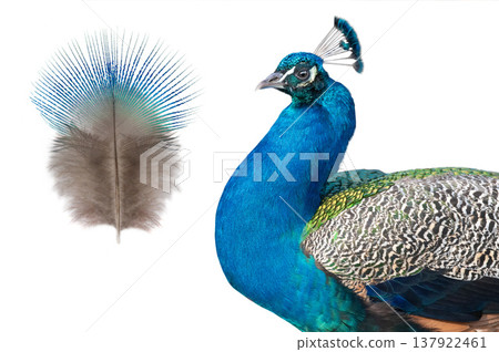Colorful peacock displaying feathers with vibrant details isolated on white background Colorful peacock displaying feathers with vibrant details isolated on white background 137922461