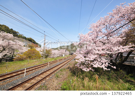山中谷站兩側的櫻花樹 [大阪府阪南市] 137922465