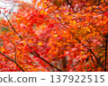 秋天的落葉 137922515