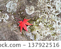 一片鮮紅的楓葉落在了一塊石頭上。 137922516
