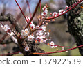 梅花開始綻放 137922539
